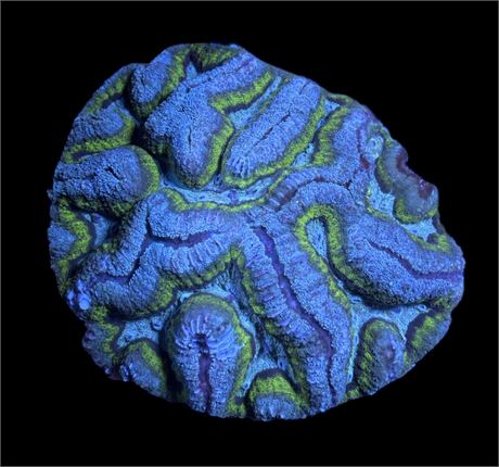 WYSIWYG XL Rainbow Symphyllia Coral Colony 5"