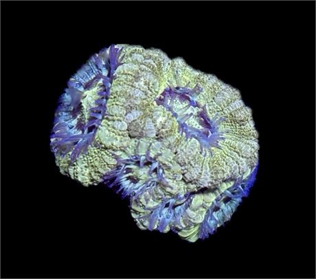 WYSIWYG Golden Asian Acan 1.5"