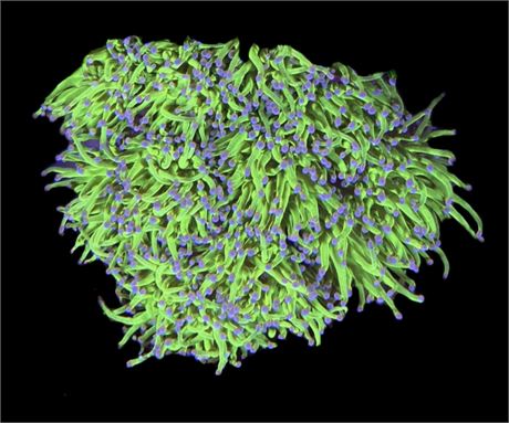 WYSIWYG XL Cotton Candy Torch Coral Colony 4.5"