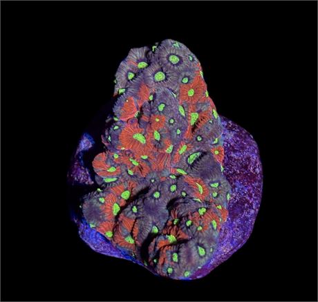 WYSIWYG War Coral Favia Colony 3"