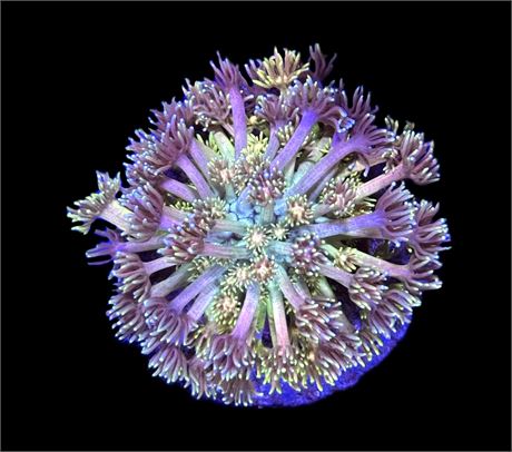 WYSIWYG Rainbow Goniopora Colony 3"