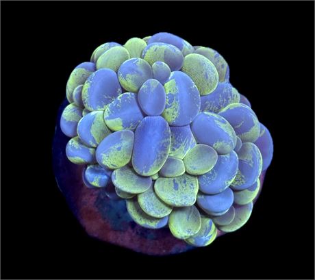 WYSIWYG Toxic Splatter Bubble Coral 3"