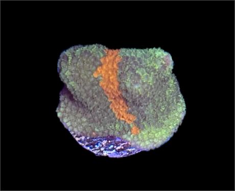 WYSIWYG Grafted Montipora Digitata Coral 1"
