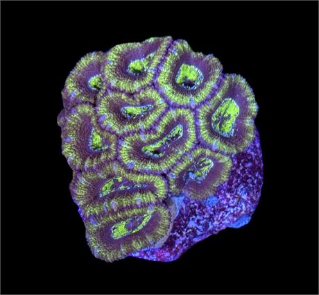 WYSIWYG Hulk Acan Coral Colony 3"