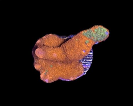 WYSIWYG Grafted Montipora Digitata Coral Frag 1"