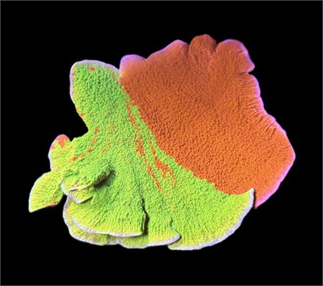WYSIWYG XXL Grafted Montipora Coral Colony 4.5"