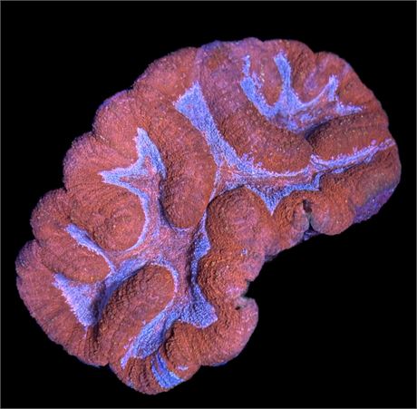 WYSIWYG XL Rainbow Berry Lobophyllia Coral Colony 6"