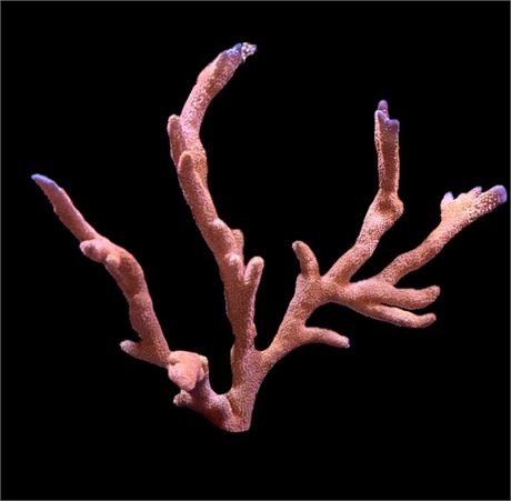 WYSIWYG XXXL Forest Fire Digitata Coral Colony 7"