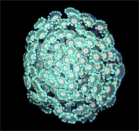 WYSIWYG Ultra Rainbow Alveopora Coral Colony 2.5"