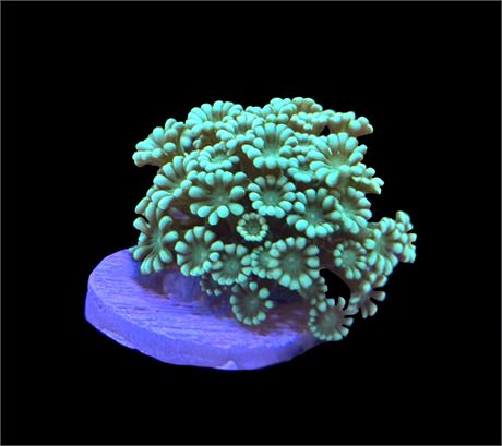 WYSIWYG Ultra Alveopora Coral 2.5"