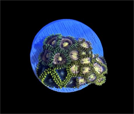 WYSIWYG Zoanthid Combo Frag