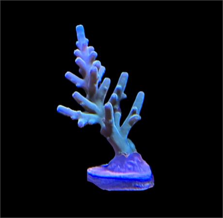 WYSIWYG Blue Hawkins ACropora Coral 1.5"