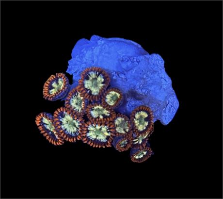WYSIWYG Fireworks Zoanthid Coral Frag