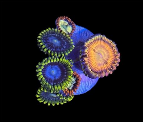WYSIWYG Zoanthid Combo Frag