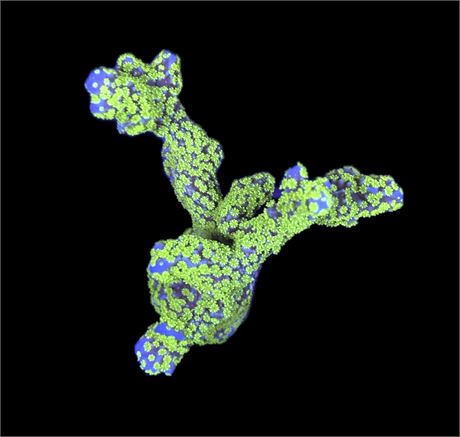 WYSIWYG Tubbs Stellata 2.5"