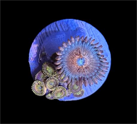WYSIWYG Zoanthid Combo Frag