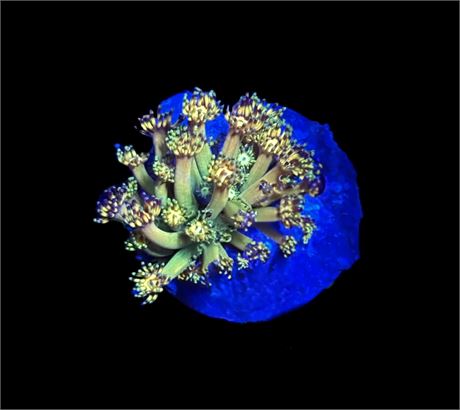 WYSIWYG Grand Master Goniopora Coral 1"