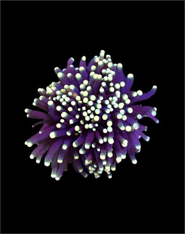 WYSIWYG Rasta Torch Coral 3"