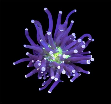 WYSIWYG Miami Hurricane Torch Coral 3"