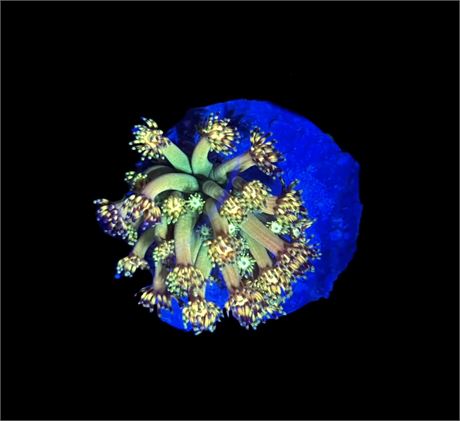 WYSIWYG Grand Master Goniopora Coral 1"