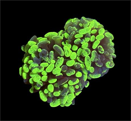 WYSIWYG Toxic Splatter Hammer Coral 2.5"