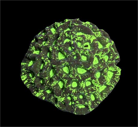 WYSIWYG Radioactive Goniastrea Coral Colony 3"