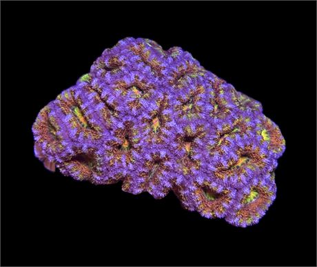 WYSIWYG Rainbow Blast Acan Lord Coral Colony 3"