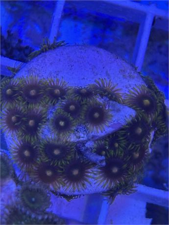 Zoanthids