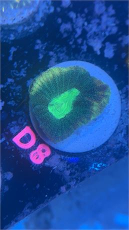 D8-Cosmic Tide Goniastrea