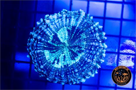 Glitter Acanthophyllia - WYSIWYG