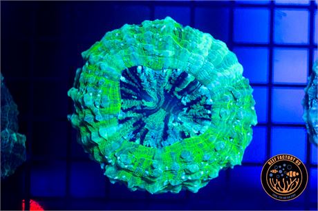 Neon Acanthophyllia - WYSIWYG