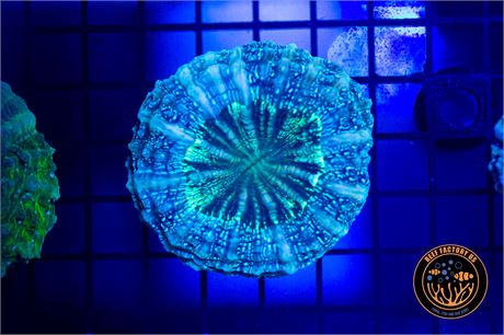 Glitter Acanthophyllia - WYSIWYG