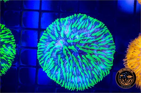 Plate Coral - WYSIWYG