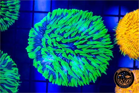 Plate Coral - WYSIWYG