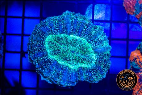 Toxic Glitter Acanthophyllia - WYSIWYG