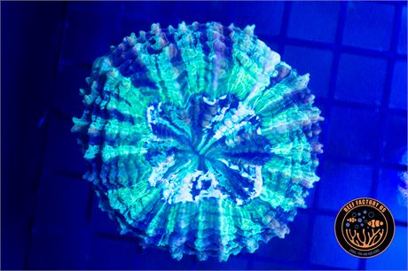 Alien Goo Acanthophyllia - WYSIWYG