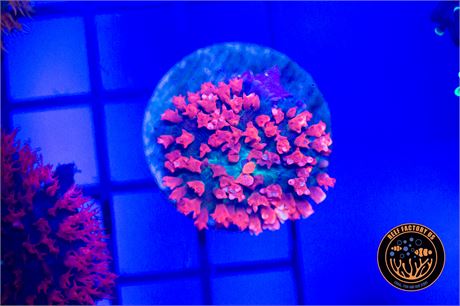 ST. Thomas Mushroom - WYSIWYG