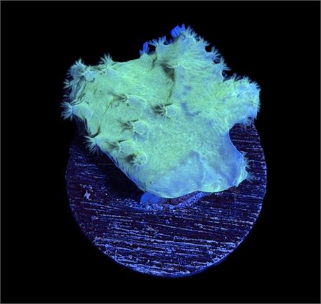 WYSIWYG Green Cabbage Leather Coral 2"