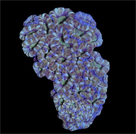 WYSIWYG Unique Rainbow Acan Coral Colony 4"