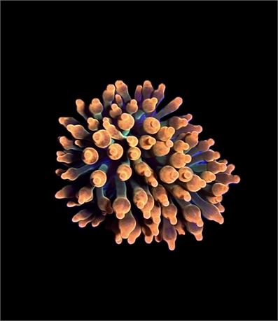 WYSIWYG Black Widow Bubble Tip Anemone 2.5"