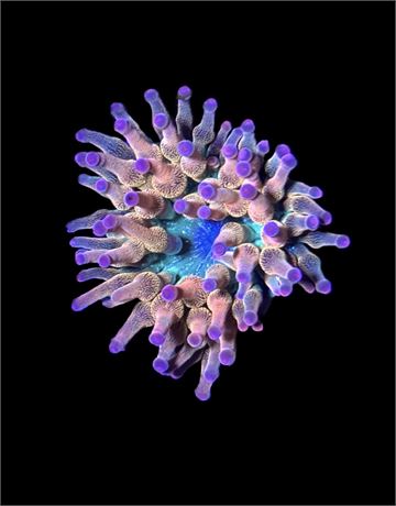 WYSIWYG Pink Tip Rainbow Bubble Tip Anemone 2.5"