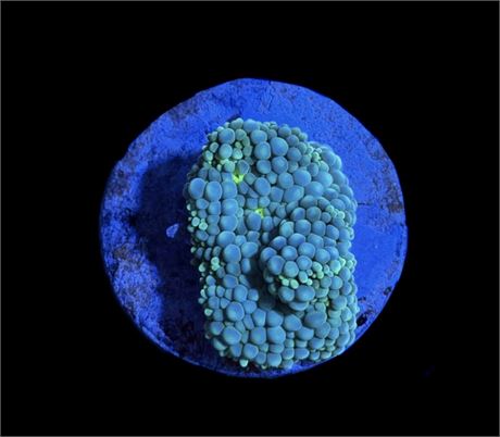 WYSIWYG Rainbow Ricordea Mushroom Coral 1.5"