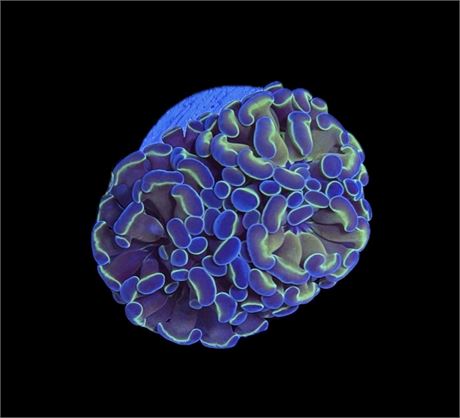 WYSIWYG Hologram Hammer Coral 2"