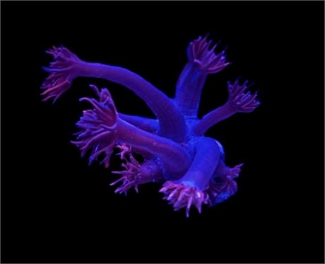 WYSIWYG Grafted Confetti Goniopora Coral 2.5"