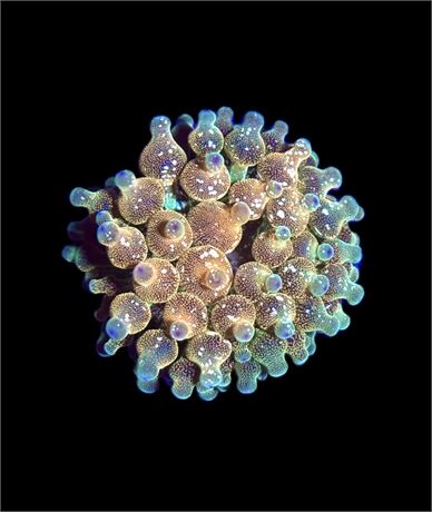 WYSIWYG Wrap Drive Bubble Tip Anemone 2"