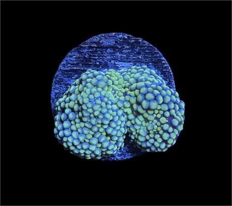 WYSIWYG Rainbow Ricordea Mushroom Coral 1.5"