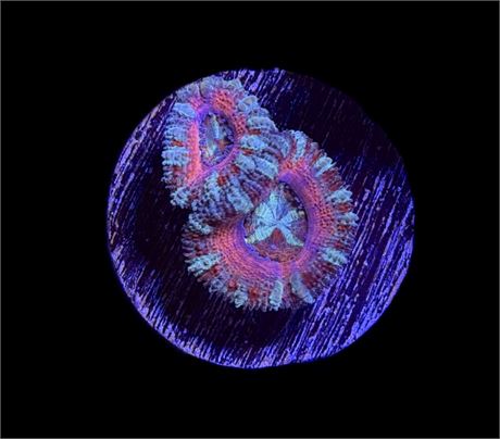 WYSIWYG Candyland Rainbow Acan Coral 1.5"