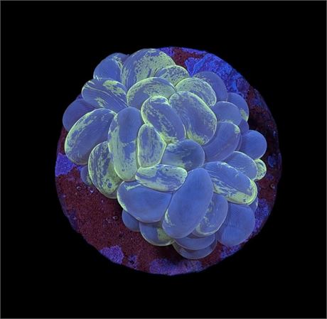 WYSIWYG Toxic Splatter Bubble Coral 3.5"