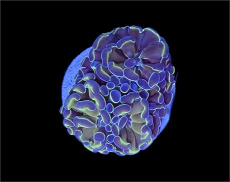 WYSIWYG Hologram Hammer Coral 2"