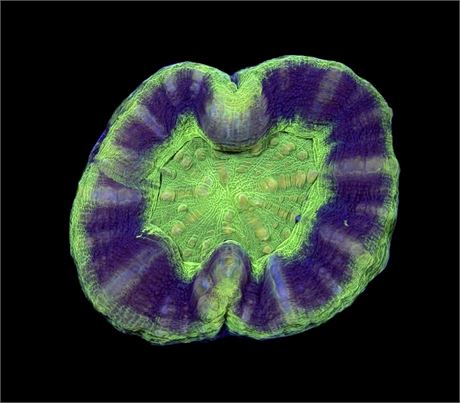 WYSIWYG UFO Scolymia Coral 3"